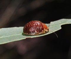 Paropsis tasmanica