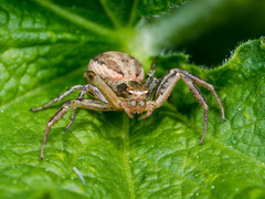 Xysticus pseudocristatus