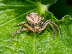 Xysticus pseudocristatus