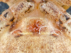 Xysticus pseudocristatus