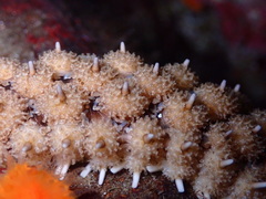 Stylasterias forreri