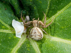 Xysticus pseudocristatus