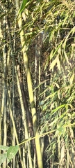 Phyllostachys makinoi