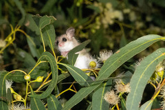 Cercartetus concinnus