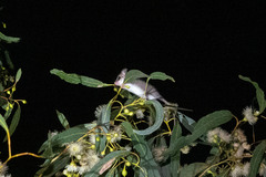 Cercartetus concinnus