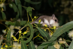 Cercartetus concinnus