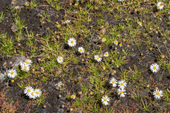 Allittia cardiocarpa