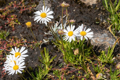 Allittia cardiocarpa