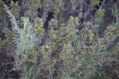 Linanthus californicus