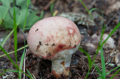 Russula