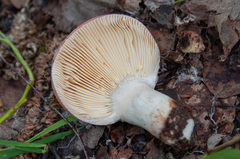 Russula