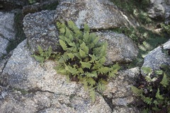 Myriopteris covillei