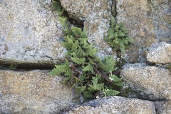 Myriopteris covillei