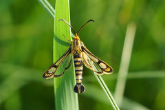 Chamaesphecia astatiformis