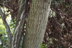 Micromeles japonica
