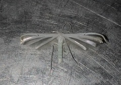 Pterophorus monospilalis