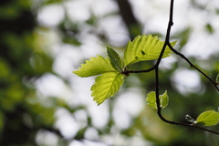 Micromeles japonica