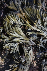 Pelvetiopsis limitata