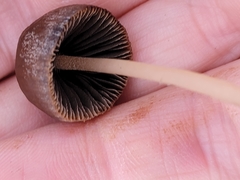 Psathyrella atrospora