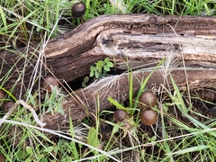 Psathyrella atrospora