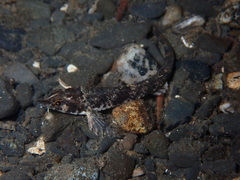 Odontopyxis trispinosa