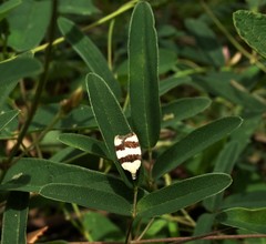 Zonopetala divisella