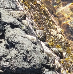 Brachidontes