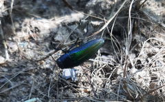 Lampetis coerulescens