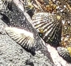 Brachidontes