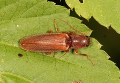 Athous campyloides