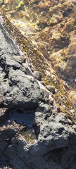 Brachidontes