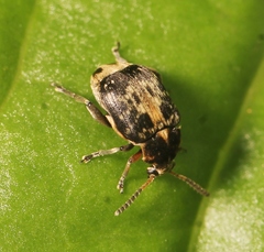 Bruchus affinis