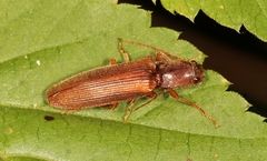 Athous campyloides