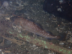Gadus macrocephalus