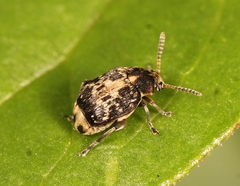 Bruchus affinis