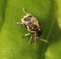 Bruchus affinis