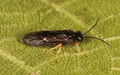Cladius rufipes