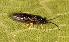 Cladius rufipes