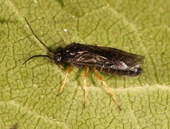 Cladius rufipes