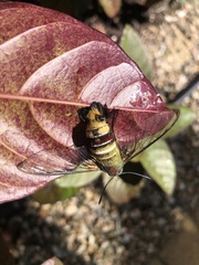 Cephonodes australis