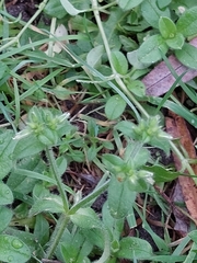 Cerastium glomeratum