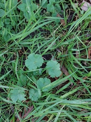 Geranium rotundifolium