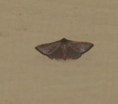 Banisia