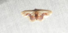 Idaea gemmaria