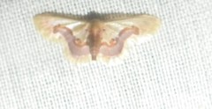 Idaea gemmaria