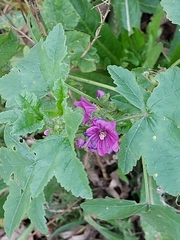 Malva sylvestris