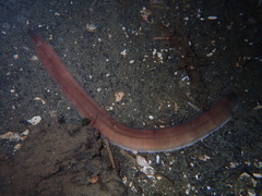 Cerebratulus