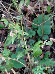 Persicaria