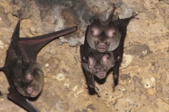Hipposideros larvatus