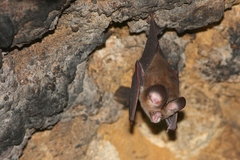 Hipposideros pomona